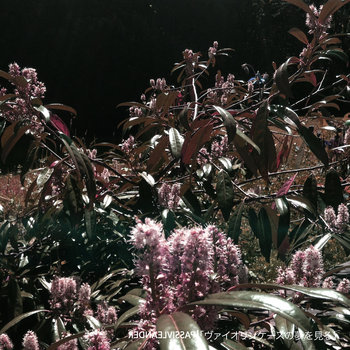 「ヴァイオリンケースの夢を見る」